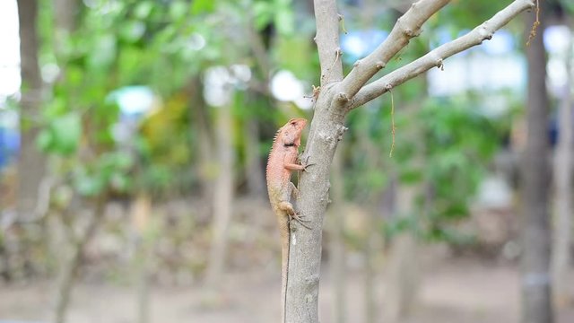 chameleon climbing on tree waiting for hunt insect