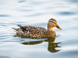 duck swimming in lake in the park