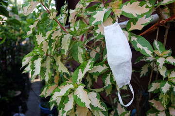 White cloth mask for prevent the Covid-19 or Corona virus is littering and hanging on plant in the park.