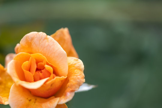 Website background, section header background, beautiful yellow flower. Beautiful card photo, background, postcard, stock photo, pretty flower photos