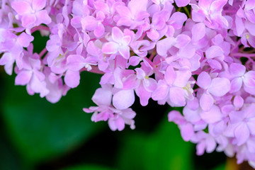 Flower background, Purple flower, flower for photo frame, stock flower photo, free flower photos, stock flower photos, bouquet flower