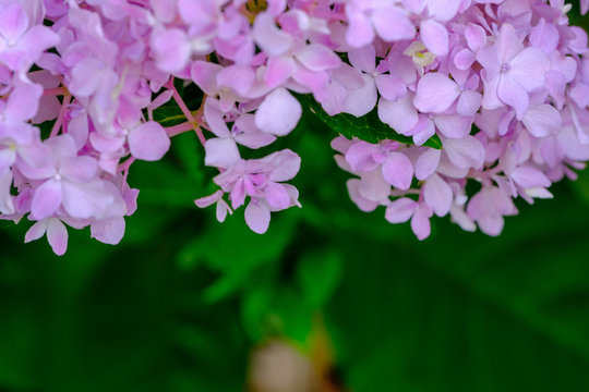 Flower background, Purple flower, flower for photo frame, stock flower photo, free flower photos, stock flower photos, bouquet flower