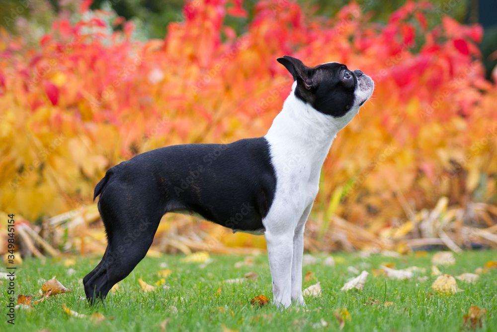 Wall mural Boston terrier dog female outside. Dog in beautiful red and yellow park outside.	