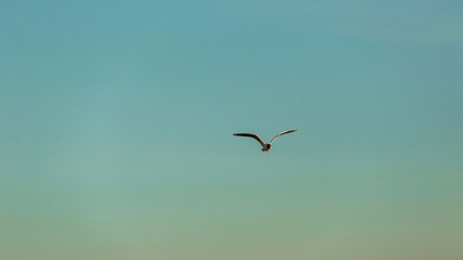 From bellow view of Seagull in blue sky clouds