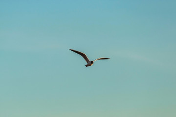 From bellow view of Seagull in blue sky clouds