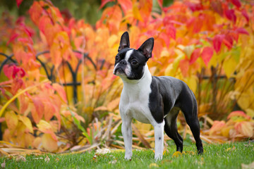 Boston terrier dog female outside. Dog in beautiful red and yellow park outside.