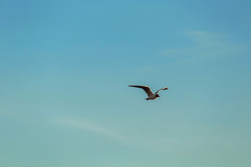 From bellow view of Seagull in blue sky clouds