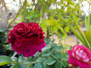 Beautiful rose flowers in nursery, rose flowers in garden