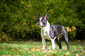 Boston terrier dog female outside. Dog in beautiful red and yellow park outside.