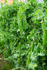 Fototapeta na wymiar Seedlings of pea and soy growing in garden outdoor