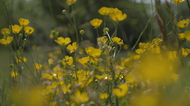 La renoncule des champs en fleur