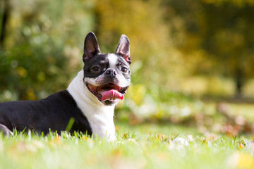 Boston terrier dog female outside. Dog in beautiful red and yellow park outside.