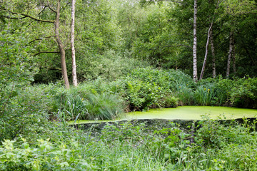 Green pond in Lower Saxony in the forest.