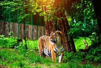 Fototapeta na wymiar Beautiful amur tiger portrait. Dangerous animal