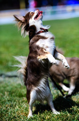 Fototapeta premium Beautiful little dog on the green grass.