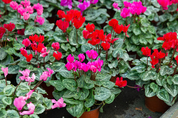 Potted Cyclamen with flowers in hothouse