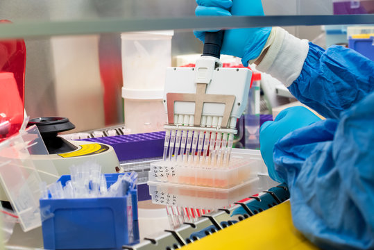 Scientist uses multichannel pipette during DNA research, pipetting a sample into a 96-well plate