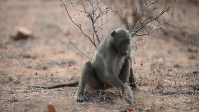 Baboon eating grass and coughing in the wilderness