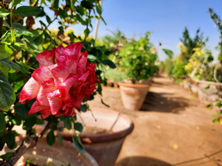 Beautiful rose flowers in nursery, rose flowers in garden