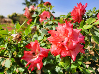 Fototapeta na wymiar Beautiful rose flowers in nursery, rose flowers in garden