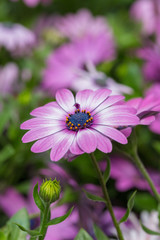 Fototapeta premium Blooming red blue chrysanthemum flowers and green leaves，Arctotis stoechadifolia var.grandis