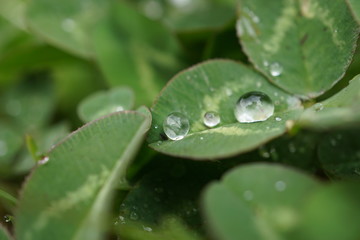 morning dew
