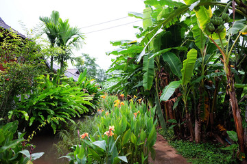 Fototapeta na wymiar Blooming natural Banana plantation with vegetable plant and tropical garden in country of Thailand