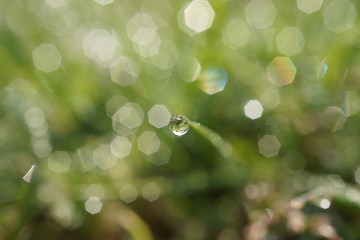 Fototapeta premium morning dew