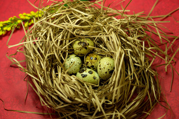 Five spotted quail eggs in an artificial nest on a colored background.