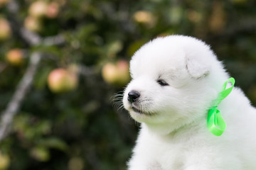 Samoyed dog posing in the beautiful park.	