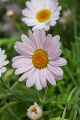 Fototapeta premium Blooming red blue chrysanthemum flowers and green leaves，Arctotis stoechadifolia var.grandis