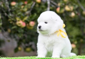 Samoyed dog posing in the beautiful park.	