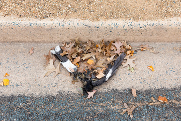 Dead black and white bird in a roadside gutter