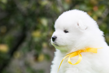 Samoyed puppy posing outside. Beautiful white dog in green background.	