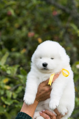 Samoyed puppy posing outside. Beautiful white dog in green background.	