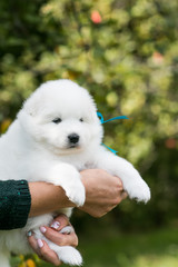 Samoyed puppy posing outside. Beautiful white dog in green background.