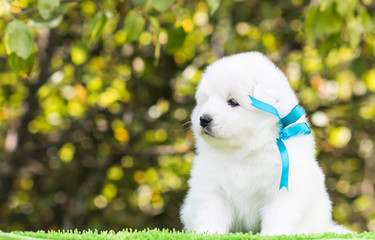 Samoyed puppy posing outside. Beautiful white dog in green background.	