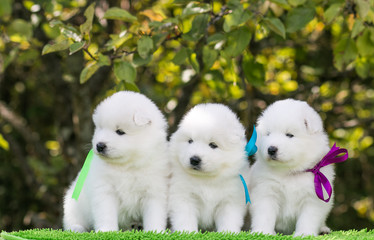 Samoyed dog posing in the beautiful park.	