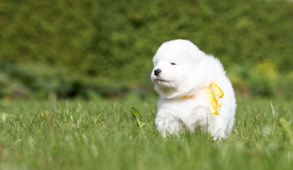 Samoyed puppy posing outside. Beautiful white dog in green background.	