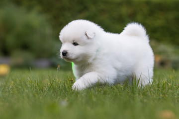 Samoyed puppy posing outside. Beautiful white dog in green background.