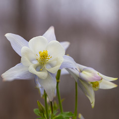 Pale purple and white columbine blossom against a pale blurred background.