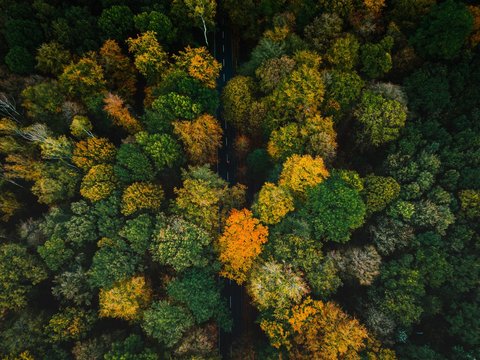 Aerial shots from the city forest Eilenriede in Autumn Colors in Hannover, Germany.