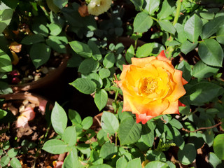 Beautiful rose flowers in nursery, rose flowers in garden