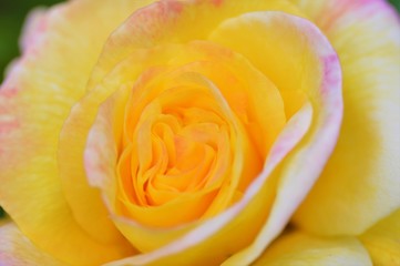 yellow rose close up