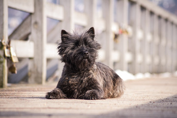 Cairn terrier dog posing outside in the park. - Powered by Adobe