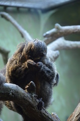 White-faced Saki (Pithecia pithecia) in Frankfurt am Main zoo