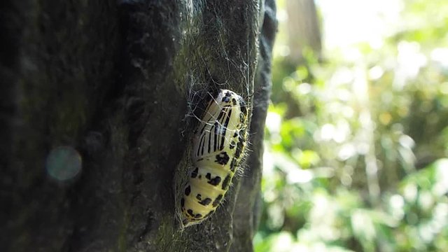 キアシドクガ 蛹 pupa of moth