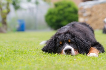 Bernese mountain dog puppy outside playing. Happy young puppy in the park.	