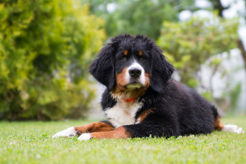 Bernese mountain dog puppy in green background. Happy puppy outside.