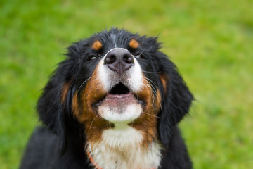 Bernese mountain dog puppy outside playing. Happy young puppy in the park.	